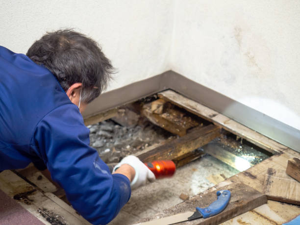 Best Black Mold Remediation in Worcester, MA