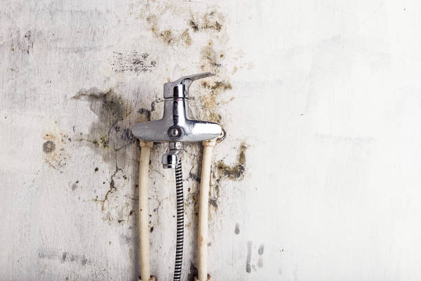Best White Mold Remediation in Worcester, MA