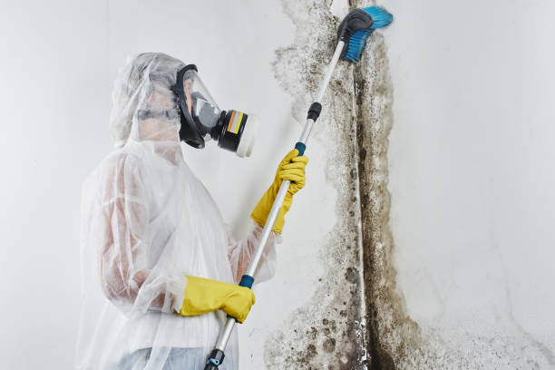 Best Localized Mold Remediation (e.g., coastal areas, humid climates) in Worcester, MA