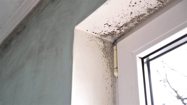Best Emergency Mold Remediation in Worcester, MA