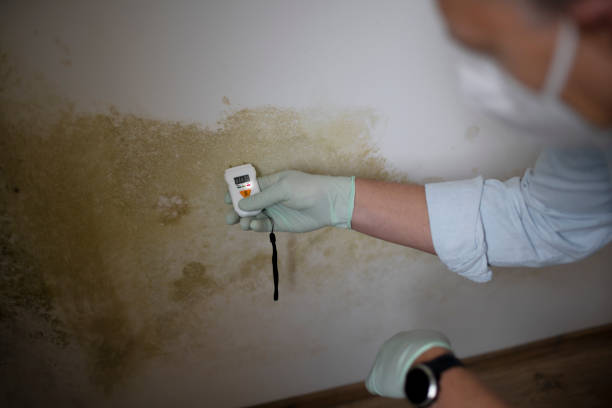 Best Health and Safety Mold Remediation in Worcester, MA