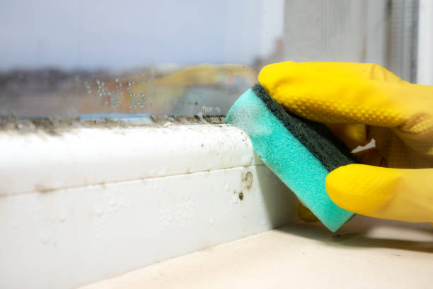 Professional Mold Remediation in Worcester, MA