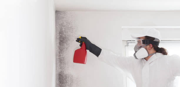 Best Industrial Mold Remediation in Worcester, MA