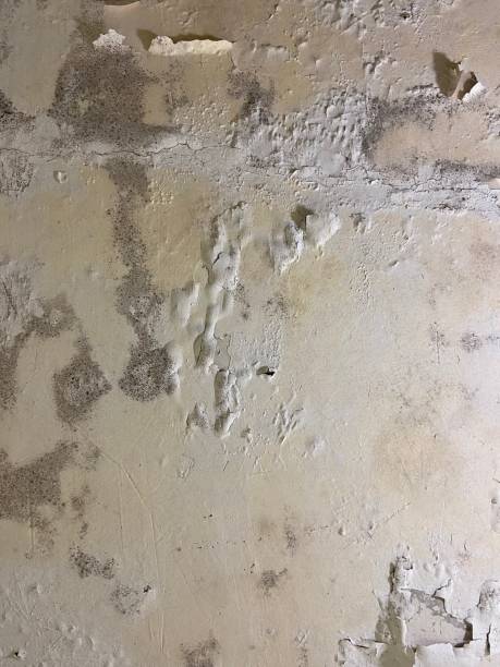 Best Preventive Mold Services in Worcester, MA