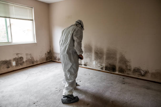 Best Health and Safety Mold Remediation in Worcester, MA