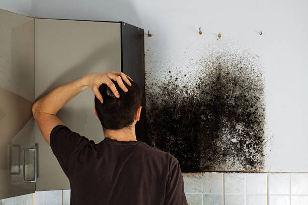 Best Commercial Mold Remediation in Worcester, MA