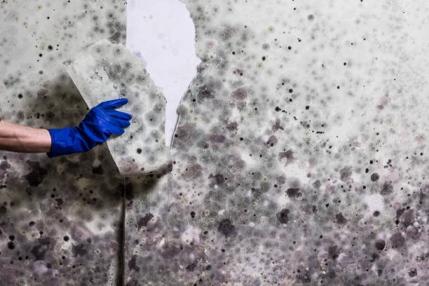 Best Industrial Mold Remediation in Worcester, MA